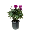DAHLIA17ROSE_la jardinerie de pessicart nice 06 LIVRAISON GRATUITE