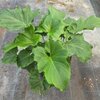 PHILODENDRON SELLOUM C3_la jardinerie de pessicart nice 06 LIVRAISON GRATUITE