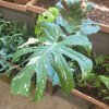 Monstera deliciosa Thai Constellation Variegata pot de 1.5 litre_la jardinerie de pessicart nice 06 LIVRAISON GRATUITE