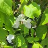 Bougainvillea  Californiana pot 3 litres - hauteur 90-100 cm - BLANC _la jardinerie de pessicart nice 06 LIVRAISON GRATUITE