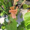 Bougainvillea  Californiana pot 3 litres - hauteur 90-100 cm - SAUMON _la jardinerie de pessicart nice 06 LIVRAISON GRATUITE