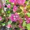 Bougainvillea  Californiana pot 3 litres - hauteur 90-100 cm - rose_la jardinerie de pessicart nice 06 LIVRAISON GRATUITE