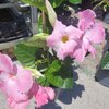 Mandevilla tuteur hauteur 100 cm pot de 3 litres - rose _la jardinerie de pessicart nice 06 LIVRAISON GRATUITE