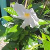Mandevilla tuteur hauteur 100 cm pot de 3 litres - blanc _la jardinerie de pessicart nice 06 LIVRAISON GRATUITE