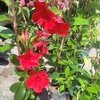 Mandevilla tuteur hauteur 100 cm pot de 3 litres - rouge _la jardinerie de pessicart nice 06 LIVRAISON GRATUITE