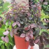 Loropetalum chinense Ever Red_la jardinerie de pessicart nice 06 LIVRAISON GRATUITE