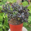 Loropetalum black pearl_la jardinerie de pessicart nice 06 LIVRAISON GRATUITE