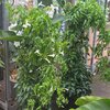 Pandorea jasminoides _la jardinerie de pessicart nice 06 LIVRAISON GRATUITE