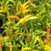 Piments en pots Ø 14 cm - Fruits longs et fins - DOUX _la jardinerie de pessicart nice 06 LIVRAISON GRATUITE