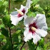 hibiscussyriacuseblanc_la jardinerie de pessicart nice 06 LIVRAISON GRATUITE