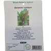 Bananier rustique Musa Helen's pot de 3 litres hauteur 40-60 cm_la jardinerie de pessicart nice 06 LIVRAISON GRATUITE