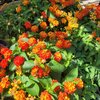 Lantana bandana- Pot Ø 19 (3L) orange_la jardinerie de pessicart nice 06 LIVRAISON GRATUITE