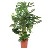 Philodendron Monstera deliciosa hauteur 150 cm pot de 10 litres_la jardinerie de pessicart nice 06 LIVRAISON GRATUITE