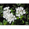 lantana sellowiana blanc