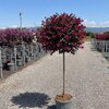 LOROPETALUM CHINENSE 10 litres_la jardinerie de pessicart nice 06 LIVRAISON GRATUITE
