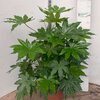 Aralia Fatsia japonica, une variété à l'allure très exotique - Pot 20 cm hauteur 100-120 cm_la jardinerie de pessicart nice 06 LIVRAISON GRATUITE