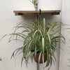 Chlorophytum - Suspension (convertible en pot) Ø 25 cm_la jardinerie de pessicart nice 06 LIVRAISON GRATUITE