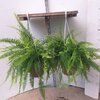Fougère de Boston-Nephrolepis pot 3 litres_la jardinerie de pessicart nice 06 LIVRAISON GRATUITE