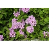 lantana sellowiana 3