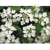 lantana sellowiana blanc