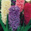 10 Jacinthe en mélange cal. 17_la jardinerie de pessicart nice 06 LIVRAISON GRATUITE