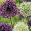 15 bulbes ALLIUM grosses fleures en mélange_la jardinerie de pessicart nice 06 LIVRAISON GRATUITE