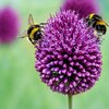POCHETTE DE MELANGE ABEILLES 70 bulbes variés - TARDIF_la jardinerie de pessicart nice 06 LIVRAISON GRATUITE