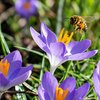 POCHETTE DE MELANGE ABEILLES 70 bulbes variés - HATIF_la jardinerie de pessicart nice 06 LIVRAISON GRATUITE