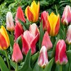 25 Tulipes Greigiii en MELANGE calibre 10+_la jardinerie de pessicart nice 06 LIVRAISON GRATUITE