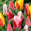 POCHETTE DE 20  TULIPES DARWIN _la jardinerie de pessicart nice 06 LIVRAISON GRATUITE