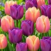 18 Tulipes Triomphe en mélange calibre 12+_la jardinerie de pessicart nice 06 LIVRAISON GRATUITE