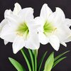 Amaryllis simple blanc _la jardinerie de pessicart nice 06 LIVRAISON GRATUITE