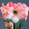 AMARYLLIS  SIMPLE APPELBLOSSOM _la jardinerie de pessicart nice 06 LIVRAISON GRATUITE