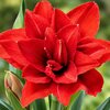 AMARYLLIS  DOUBLE RED CHARM NYPPH _la jardinerie de pessicart nice 06 LIVRAISON GRATUITE