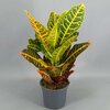 Croton Hauteur 40-50 cm Pot Ø 17_la jardinerie de pessicart nice 06 LIVRAISON GRATUITE