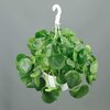 Pilea peperomoides pot 20 cm - Hauteur 30  cm_la jardinerie de pessicart nice 06 LIVRAISON GRATUITE