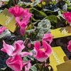 Cyclamen - Pot Ø 14 cm - INDIAKA® Bicolore rose-blanc_la jardinerie de pessicart nice 06 LIVRAISON GRATUITE