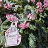 Cyclamen parfumé - Pot 1.5 litre - Rose_la jardinerie de pessicart nice 06 LIVRAISON GRATUITE