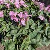 Cyclamen PERSICUM frisé - Pot 1.5 litre _la jardinerie de pessicart nice 06 LIVRAISON GRATUITE