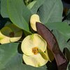 Euphorbe milii grosses fleurs - pot de 3 litres hauteur 25-30 cm - blanc_la jardinerie de pessicart nice 06 LIVRAISON GRATUITE