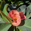 Euphorbe milii grosses fleurs - pot de 3 litres hauteur 25-30 cm - rose_la jardinerie de pessicart nice 06 LIVRAISON GRATUITE