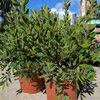Callistemon Laevis - pot 3 litres hauteur 30-40 cm_la jardinerie de pessicart nice 06 LIVRAISON GRATUITE