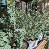 Eucalyptus gunnii pot de 4 litres hauteur 40-50 cm_la jardinerie de pessicart nice 06 LIVRAISON GRATUITE