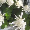 Chrysanthèmes x Grandiflorum pot de 1.5 litre BLANC_la jardinerie de pessicart nice 06 LIVRAISON GRATUITE