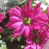 Chrysanthèmes x Grandiflorum pot de 1.5 litre ROSE_la jardinerie de pessicart nice 06 LIVRAISON GRATUITE