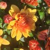 Chrysanthèmes x Grandiflorum pot de 1.5 litre orange_la jardinerie de pessicart nice 06 LIVRAISON GRATUITE
