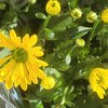 Chrysanthèmes x Grandiflorum pot de 1.5 litre JAUNE_la jardinerie de pessicart nice 06 LIVRAISON GRATUITE