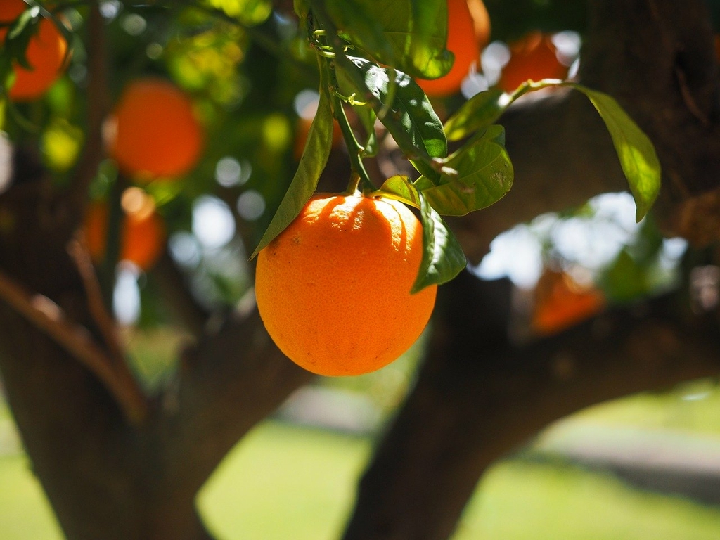 Mon Oranger Ne Fleurit Pas Oranger en pot (Citrus sinensis)