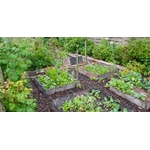 jardin potager