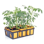 Tomates en godets